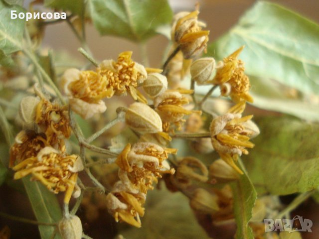 Продавам липов цвят