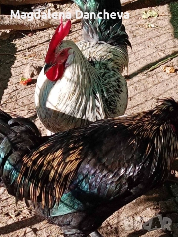 Продавам Петли Маран, снимка 2 - Кокошки и пуйки - 52322164