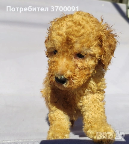 пудел / мини пудел , снимка 3 - Пудели - 54103506