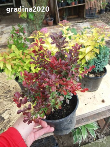 Берберис тунберги , снимка 12 - Градински цветя и растения - 27492734