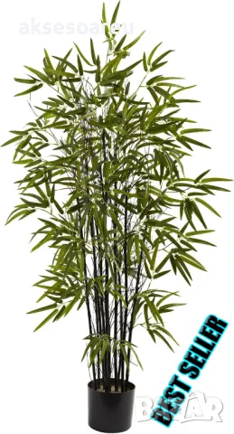 100 висококачествени семена Студоустойчив черен бамбук от САЩ за Декорация на дома и Градината , снимка 3 - Сортови семена и луковици - 49727476