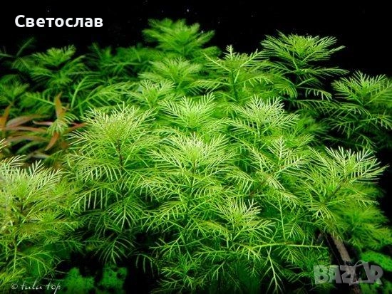 Аквариумни растения, снимка 3 - Оборудване за аквариуми - 49156638