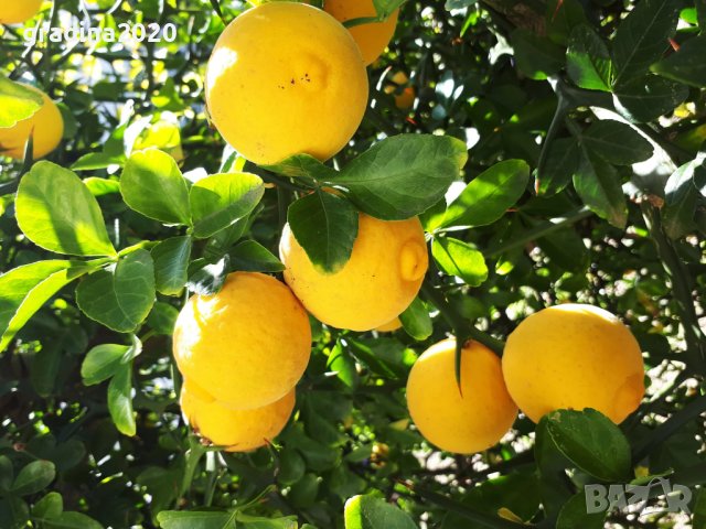Poncirus trifoliata / Див лимон, снимка 4 - Разсади - 37305233