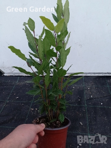 Дафинов лист, снимка 3 - Градински цветя и растения - 52165098