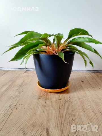 Хлорофитум Оранж Грин расад/Chlorophytum Orange Grimm