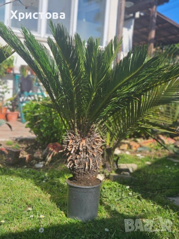 Цикаси за дома и градината