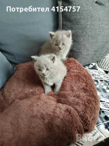 Британски принцеси, снимка 7 - Британска късокосместа - 52917554