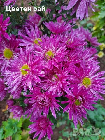 Разсад хризантеми , снимка 18 - Градински цветя и растения - 54010299