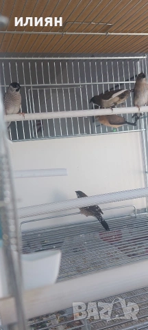 Среброклюни, японски,гулдови,и други видове амадини