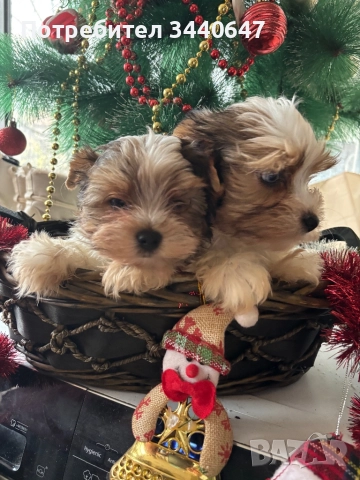 Мъжко йорки, снимка 3 - Йоркширски териер - 52553604