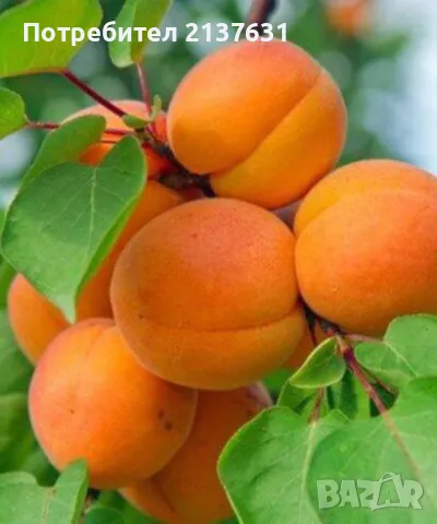 ДРЪВЧЕТА  ОРЕХ ПЕКАН  , ПРАСКОВА сорт ХАЛЕ и КАЙСИЯ едра сорт ФАРБАЛИ и СИЛИСТРЕНСКА КОМПОТНА , снимка 4 - Градински цветя и растения - 49554979