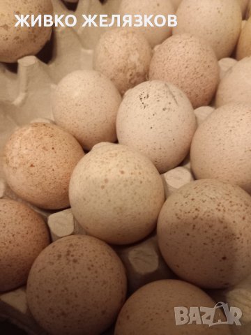 ПРОДАВАМ РАЗПЛОДНИ ОПЛОДЕНИ ПУЕШКИ ЯЙЦА, снимка 14 - Кокошки и пуйки - 40087456