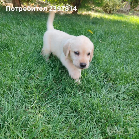 Лабрадор ретривър , снимка 4 - Лабрадор ретривър - 55743243