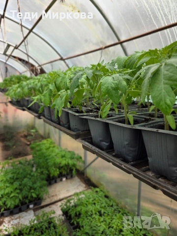 Разсад домати Нови Искър