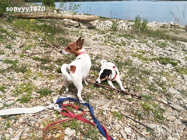 джакове-видин 1505221539, снимка 12 - Джак ръсел териер - 36767185