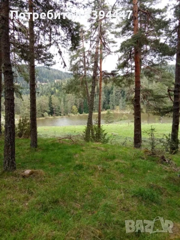 бял пелин билка 