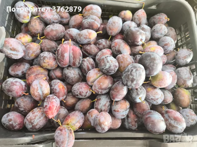Сливи за ракия сорт ,, Стенлей ", снимка 2 - Домашни продукти - 55724447