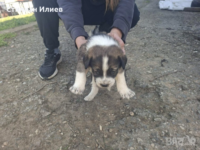 Подарявам 3 кученца, снимка 3 - Каракачанска овчарка - 54330625