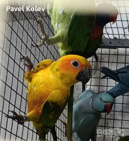 Коледна промоция на папагали , снимка 2 - Папагали - 52658143