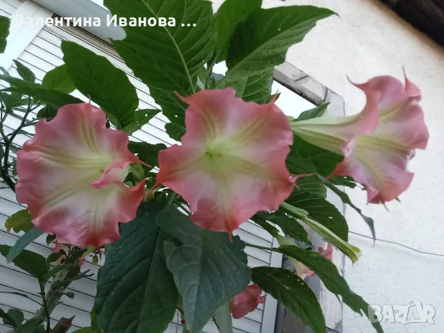 комплект 2 бр ангелски тромпет 