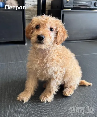 Той Пудел Мъжко Toy Poodle, снимка 2 - Пудели - 48862700