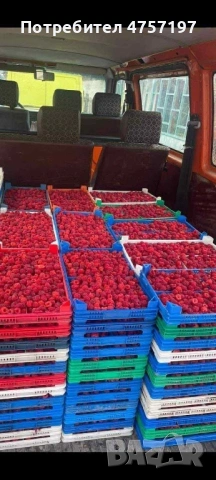 Разсад ягоди и малини, снимка 3 - Разсади - 53989390