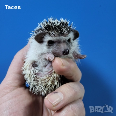 Африкански мини таралежчета