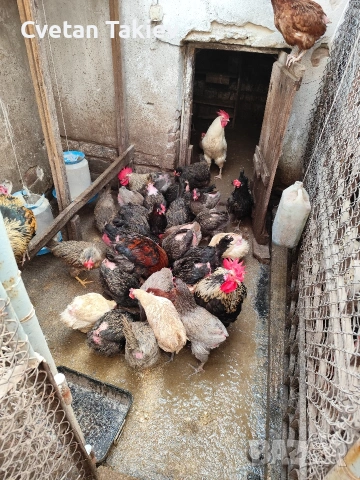 кокошки, ярки и петли изгодно , снимка 12 - Кокошки и пуйки - 48613550