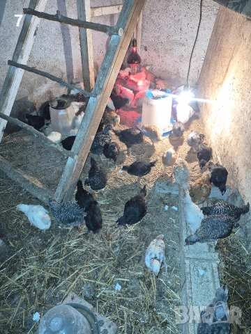 Селски пилета, снимка 2 - Кокошки и пуйки - 54053427