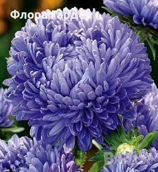 СЕМЕНА - Цветя едногодишни, снимка 7 - Сортови семена и луковици - 44836072