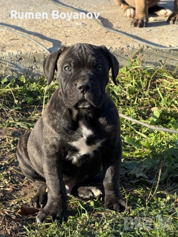 Кане Корсо , снимка 7 - Кане корсо - 52678102