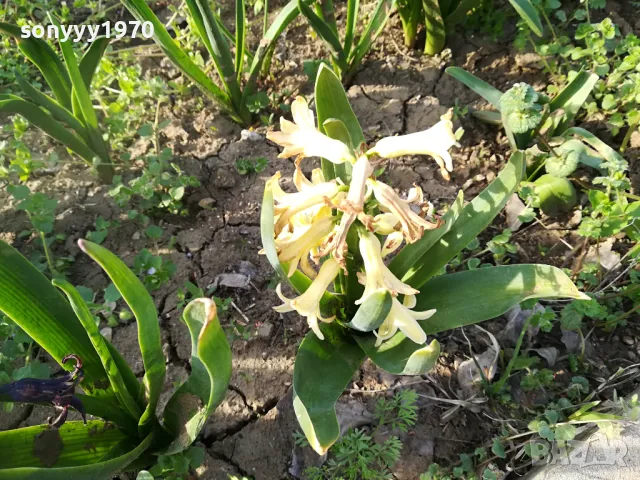 ЗЮМБЮЛ 25ЛВ ЗА ЕДИН В САКСИЯ С ПОЧВА 1104250530, снимка 14 - Градински цветя и растения - 49853465