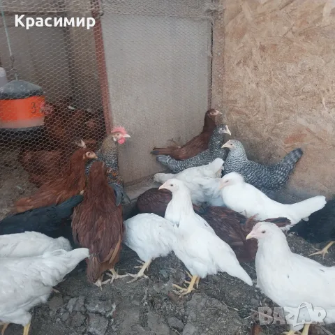 Ярки и петлета (селски), снимка 2 - Кокошки и пуйки - 56070860