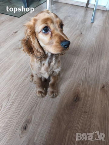 Продавам кученце Кокер Шпаньол - чиста порода, родена 26.08.25 Обезпаразитена, снимка 2 - Кокер шпаньол - 52685128