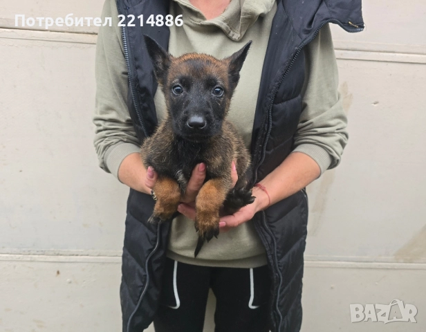 Белгийски овчарки-Малиноа , снимка 9 - Други - 52341802