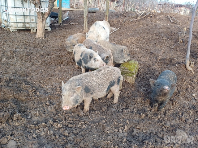 Разменям виетнамски прасета за други животни или зърно, снимка 15 - Прасета - 52406042