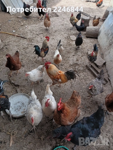 Продавам декоративни петли и кокошки