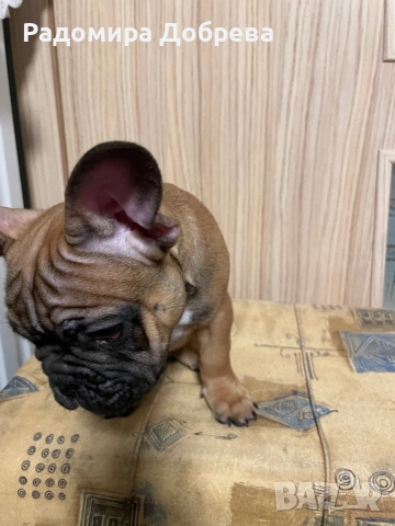 Френски булдог, снимка 7 - Френски булдог - 53711301