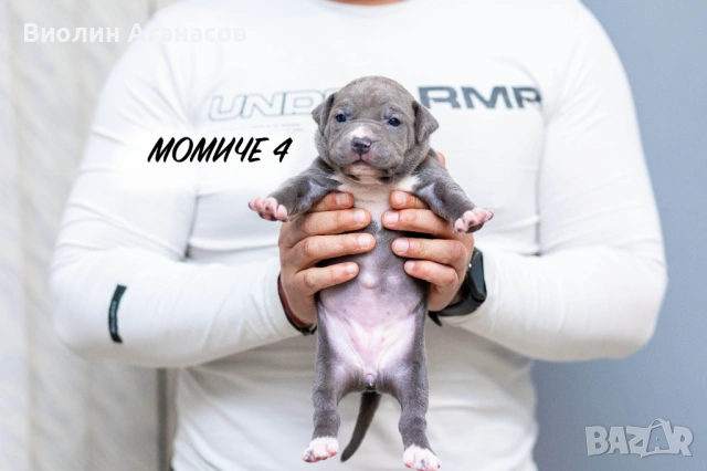 Продават се кученца Питбул Bluenose, снимка 9 - Питбул - 54348441