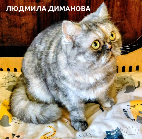 Екзотично женско 