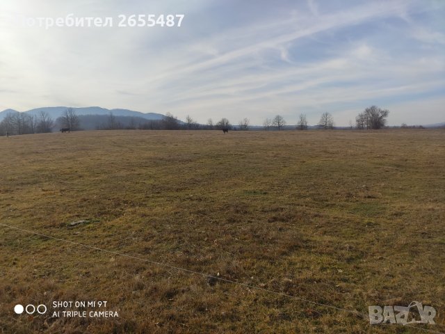 Елена Милковци 