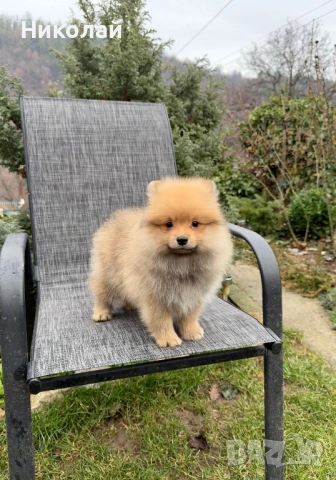 Померан момче със втора ваксина, снимка 5 - Померан - 53271244