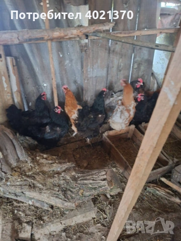 Селски кокошки, снимка 3 - Кокошки и пуйки - 54195573