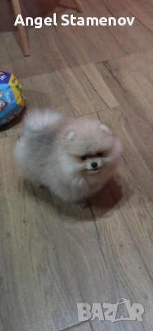 Померан,мини момиченца с родословие!