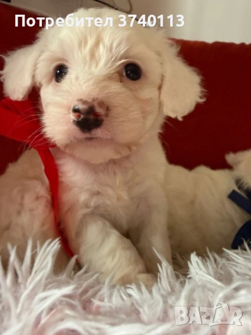 Китайско качулато куче (голо), снимка 12 - Други - 52849634