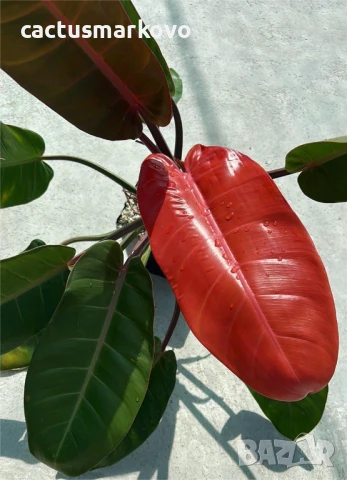 Philodendron 'Prince of Orange', снимка 2 - Стайни растения - 50765773