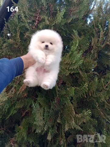 Померани. Реални снимки !!! , снимка 2 - Померан - 54144368