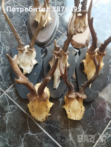 трофей сръндак дива коза