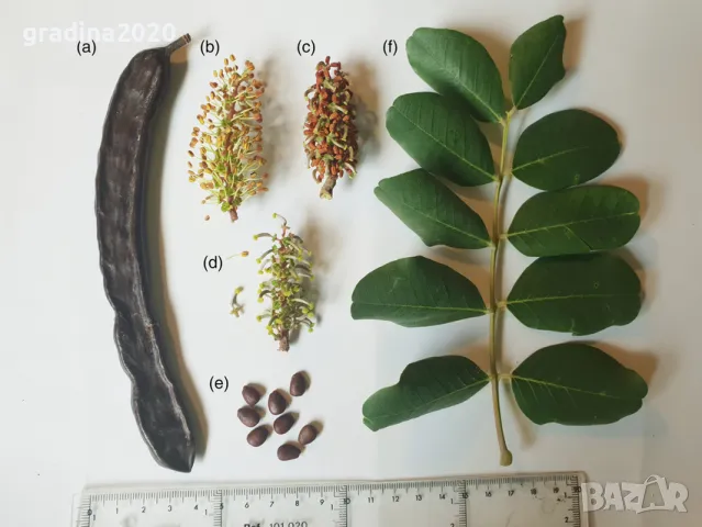 Рожков - Ceratonia siliqua L. - Фиданки, снимка 8 - Разсади - 48395692