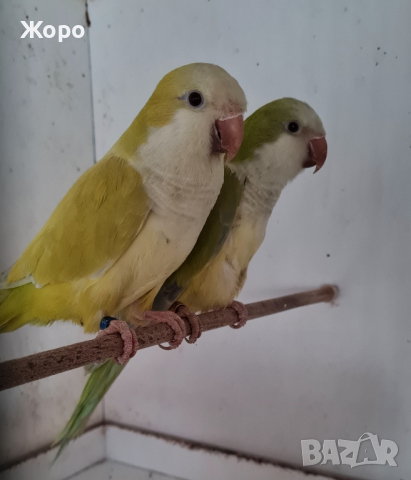 Продавам папагали , снимка 3 - Папагали - 40575281